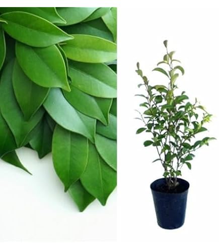 Amazon.co.jp: 苗/苗木 サカキ 樹高0.4m前後 15cmポット （さかき